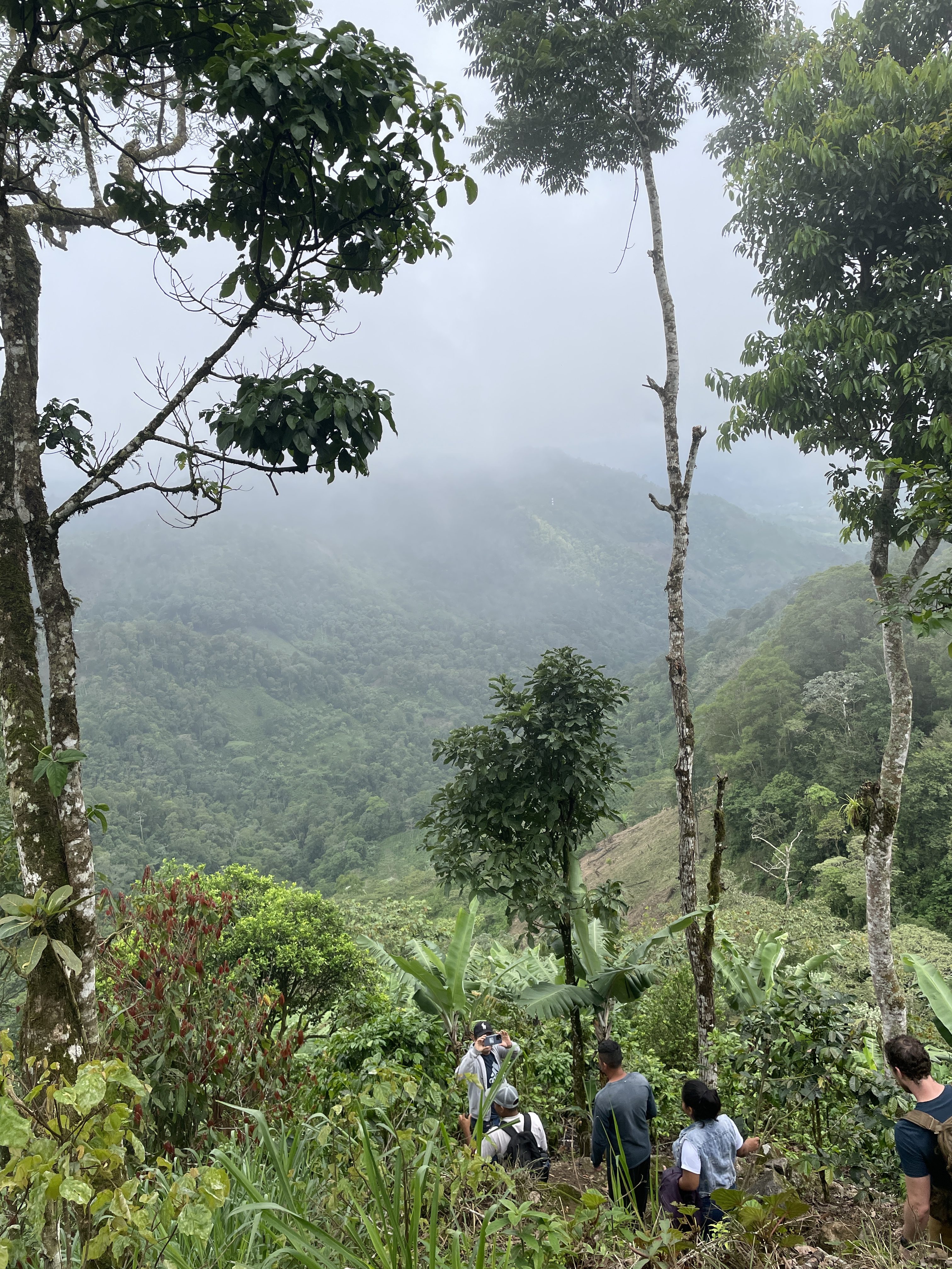 scientists walking through a cloud forest