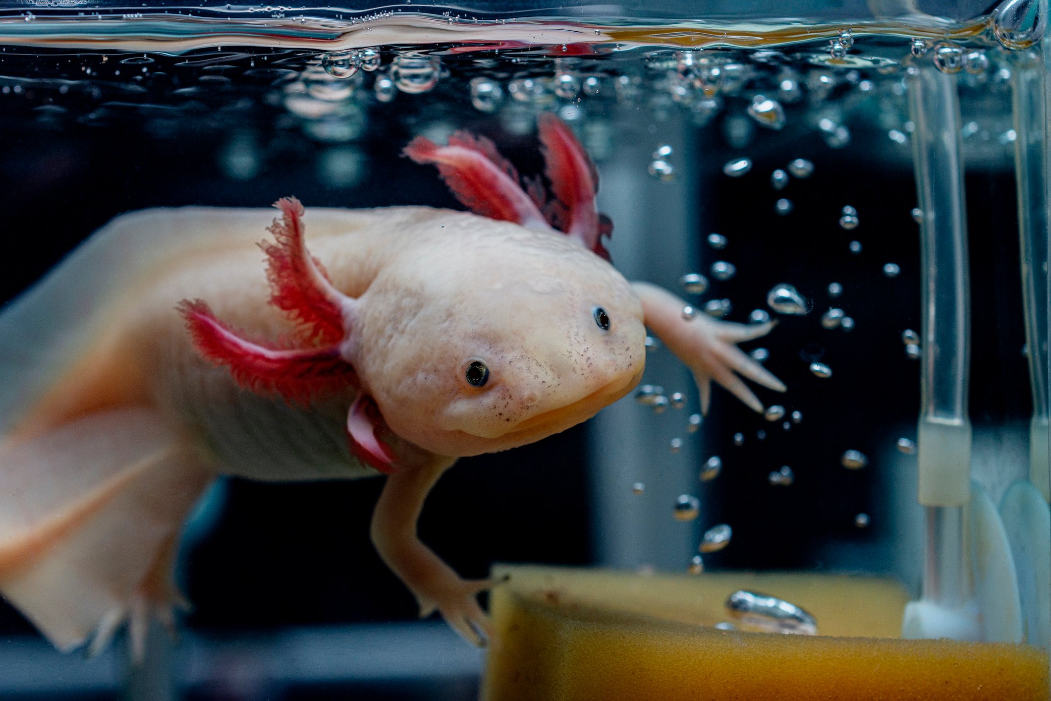 An adorable axolotl swims next to bubbles in water in a tank.
