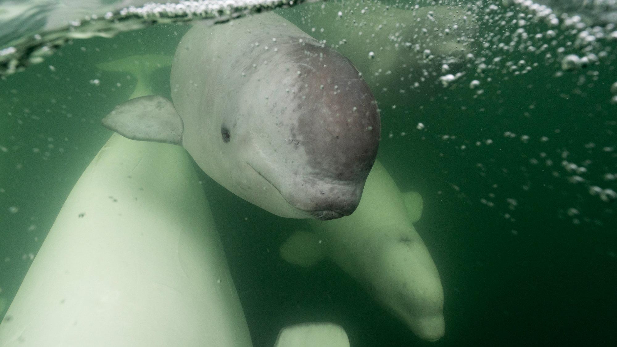 a baby beluga whale with gray skin swims with two adult whales with white skin
