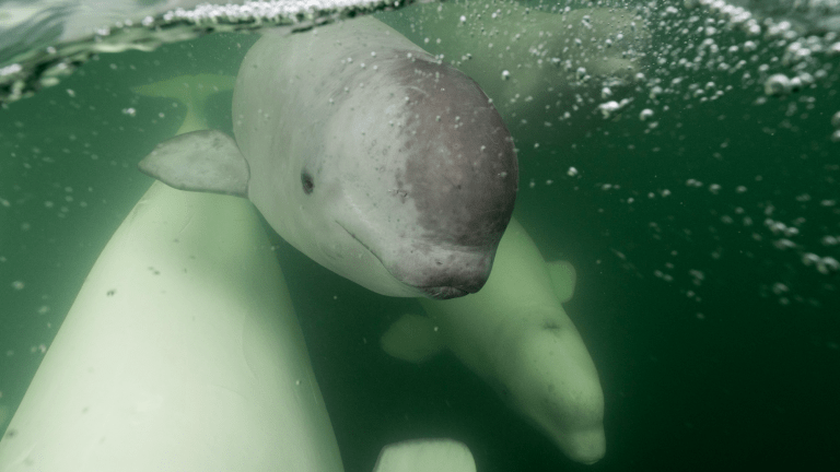 a baby beluga whale with gray skin swims with two adult whales with white skin