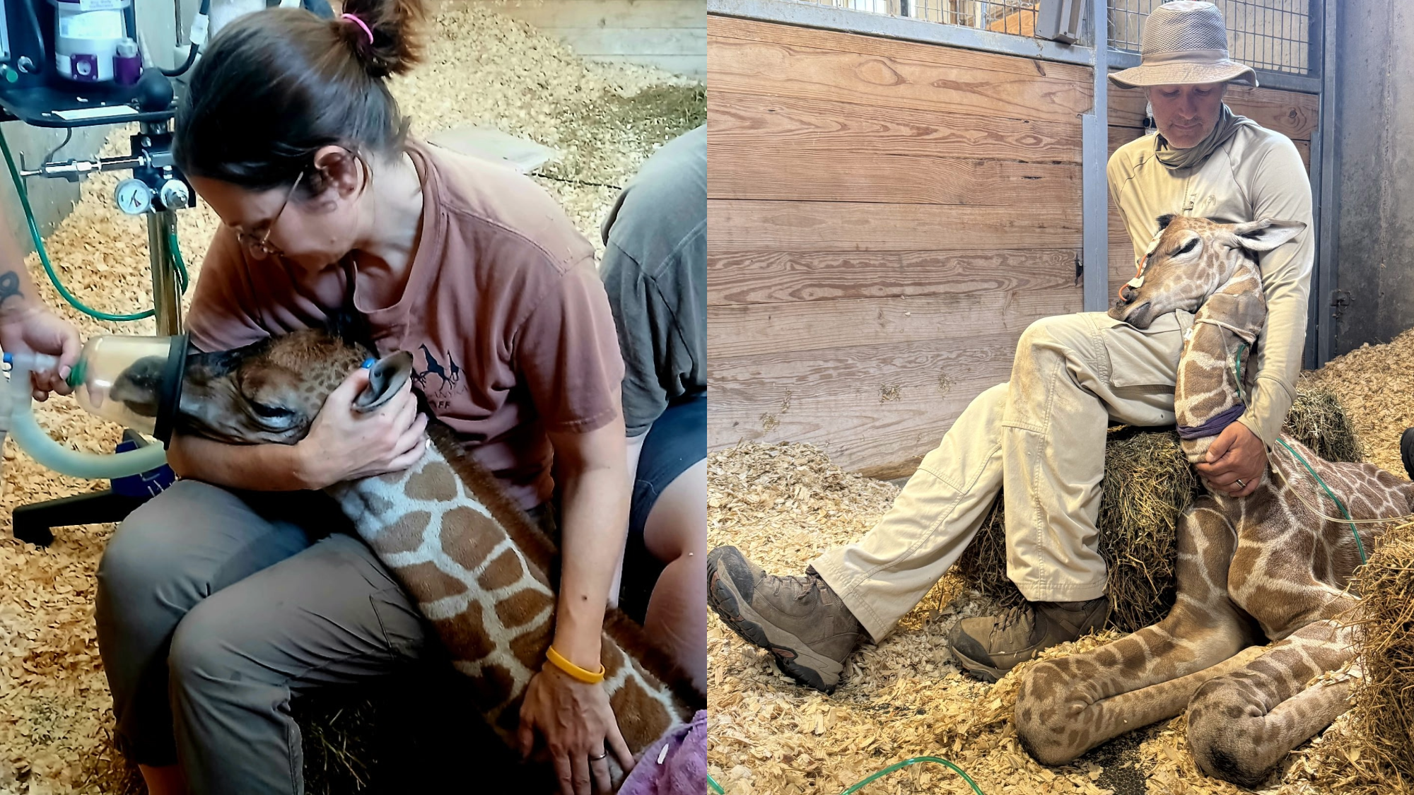 a side by side of vets holding a baby giraffe