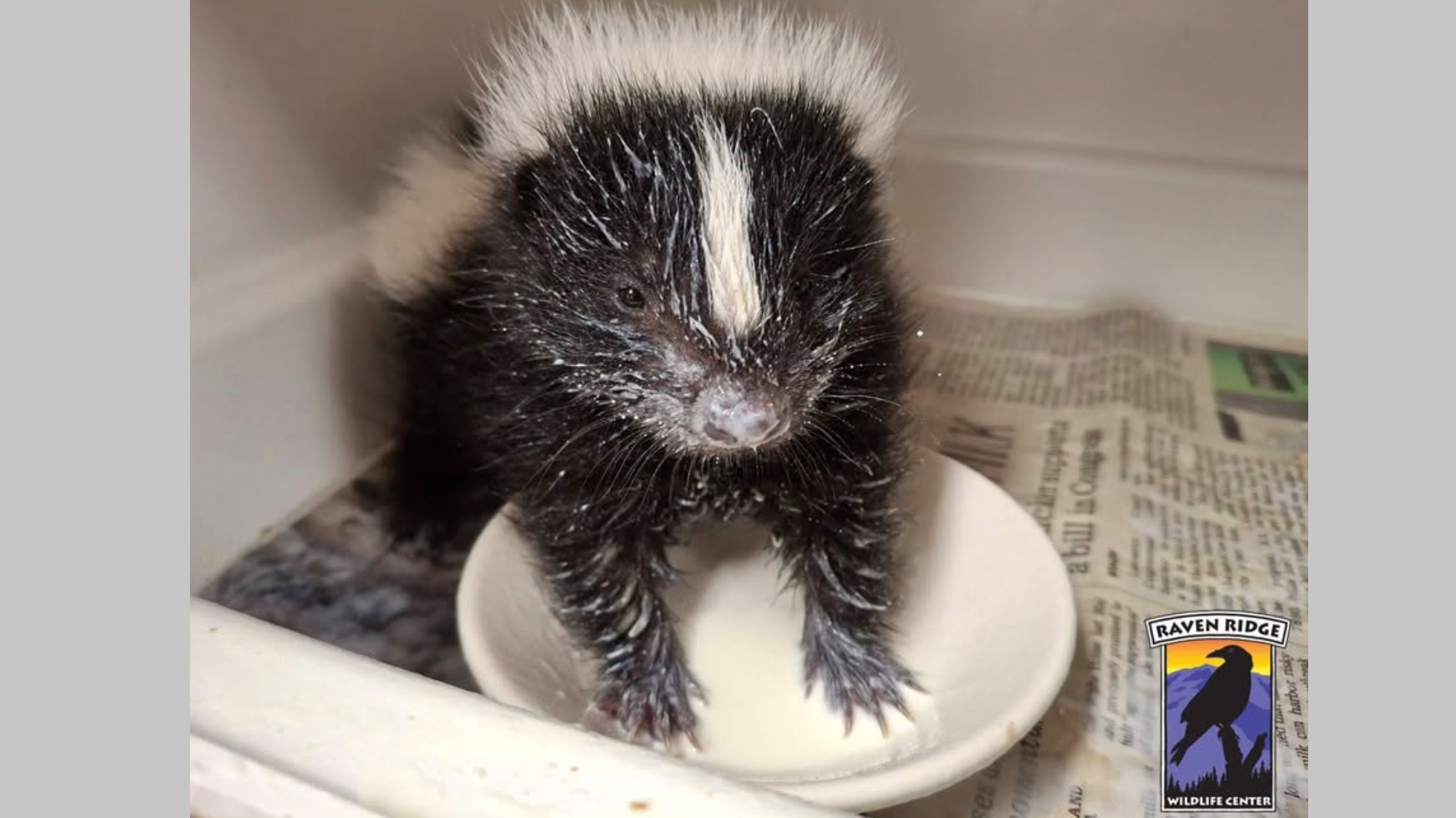 a baby skunk with its paws on a white plate