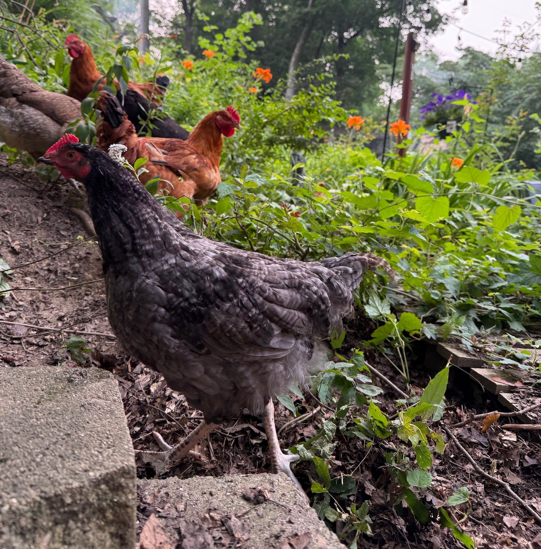 grey and red chickens in backyard