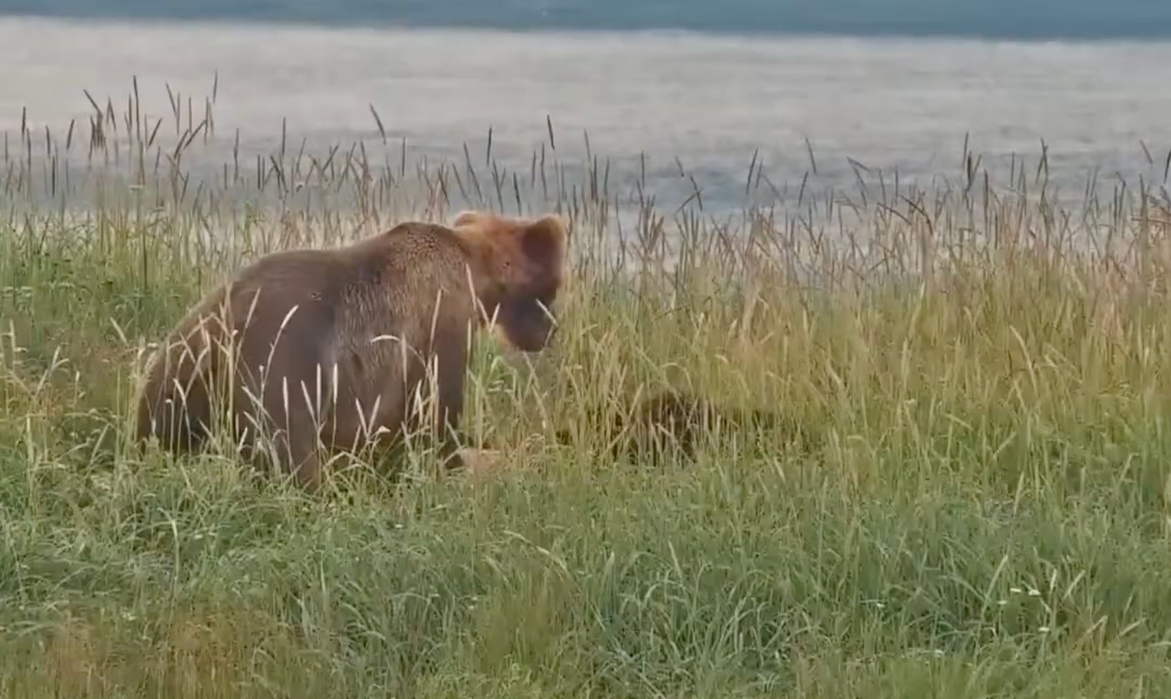 adult bear seen over cub's body