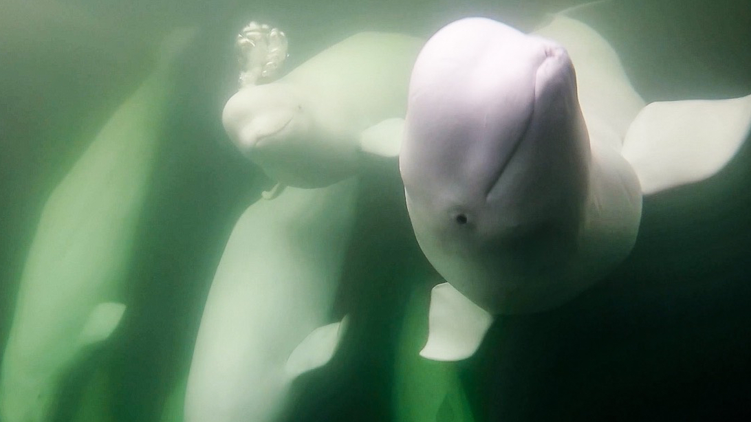 a group of white beluga whales under water