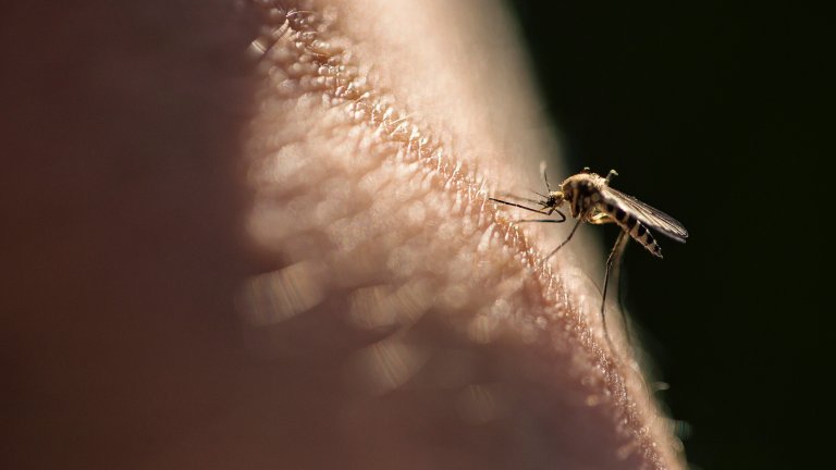 Mosquito biking human skin in high contrast image.