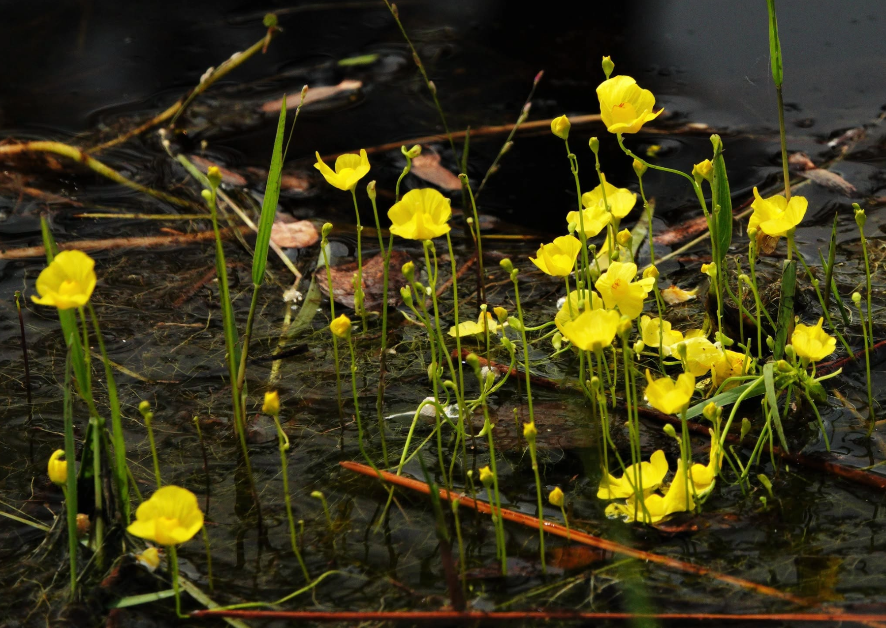 a yellow flower growing in a swamp