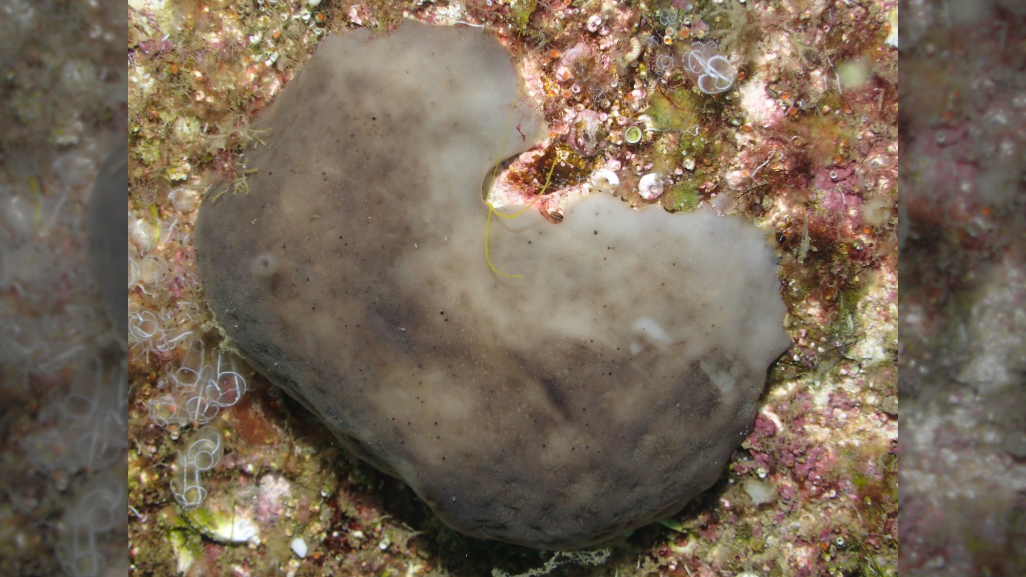 a grey sponge on the floor of a harbor