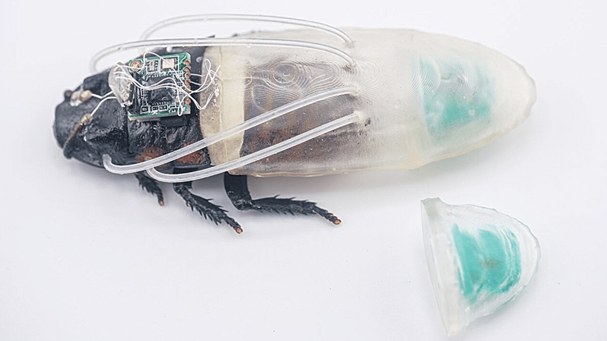 Close-up of the cyborg insect and the new diving suit, which has tubes that connect to the breathing holes of the insect and contains an oxygen generator at the back.