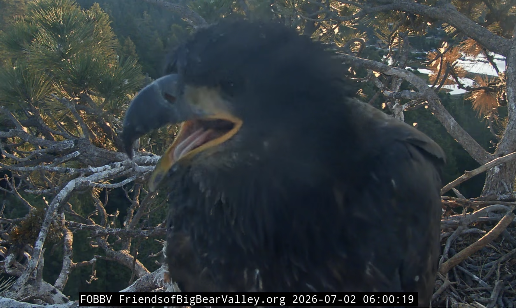 a close up of a young eagle with dark feathers
