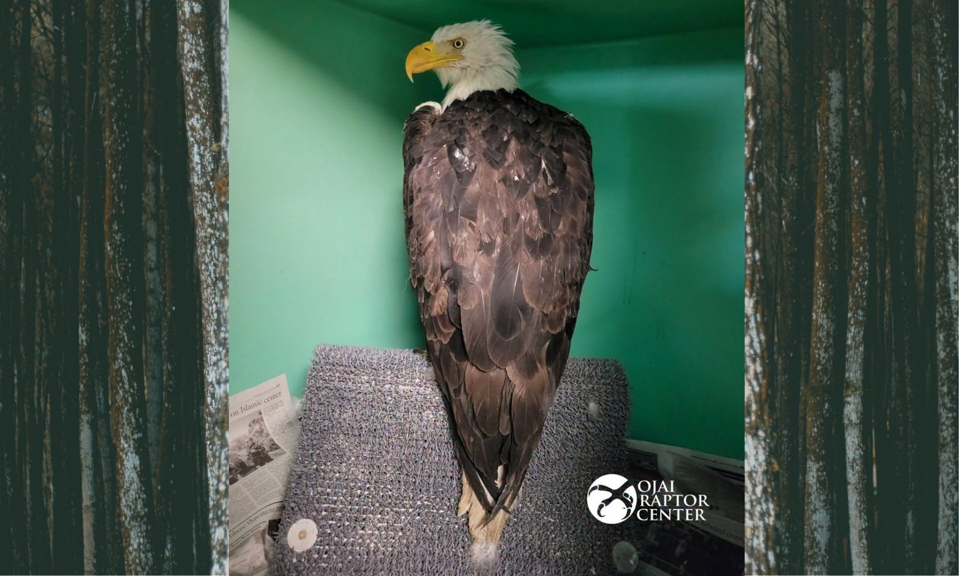 an adult eagle stands on a perch in front of a green wall