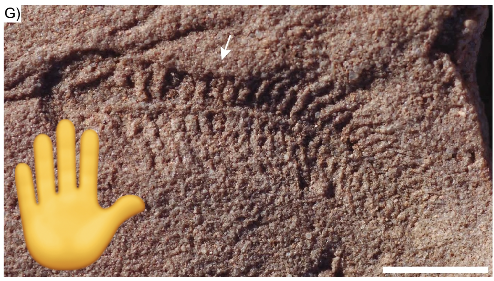a fossil and hand emoji