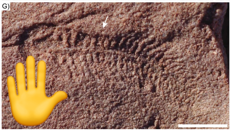 a fossil and hand emoji