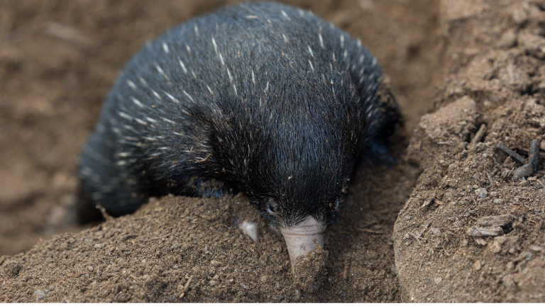 a small, spiky mammal with a long nose burrowing in dirt