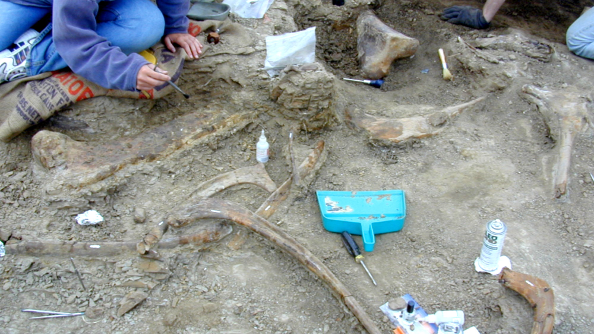paleontologists dig in rock for dinosaur bones