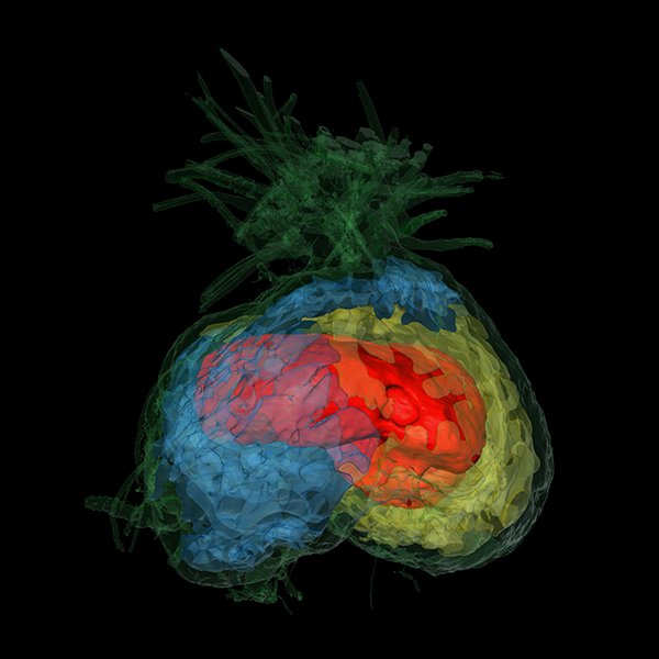 A CT scan of a Squamellaria tenuiflora chamber shows several separate compartments, delineated in different colors in this image.