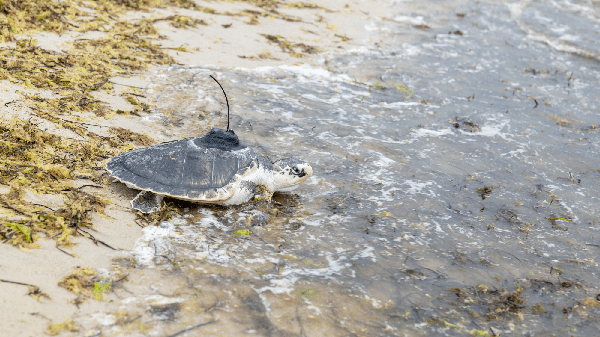 a turtle wearing a telemetry device on its shell walks into the ocean