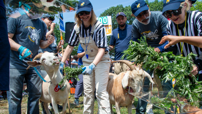 Goats participating in the 2025 Great Goat Graze-Off.