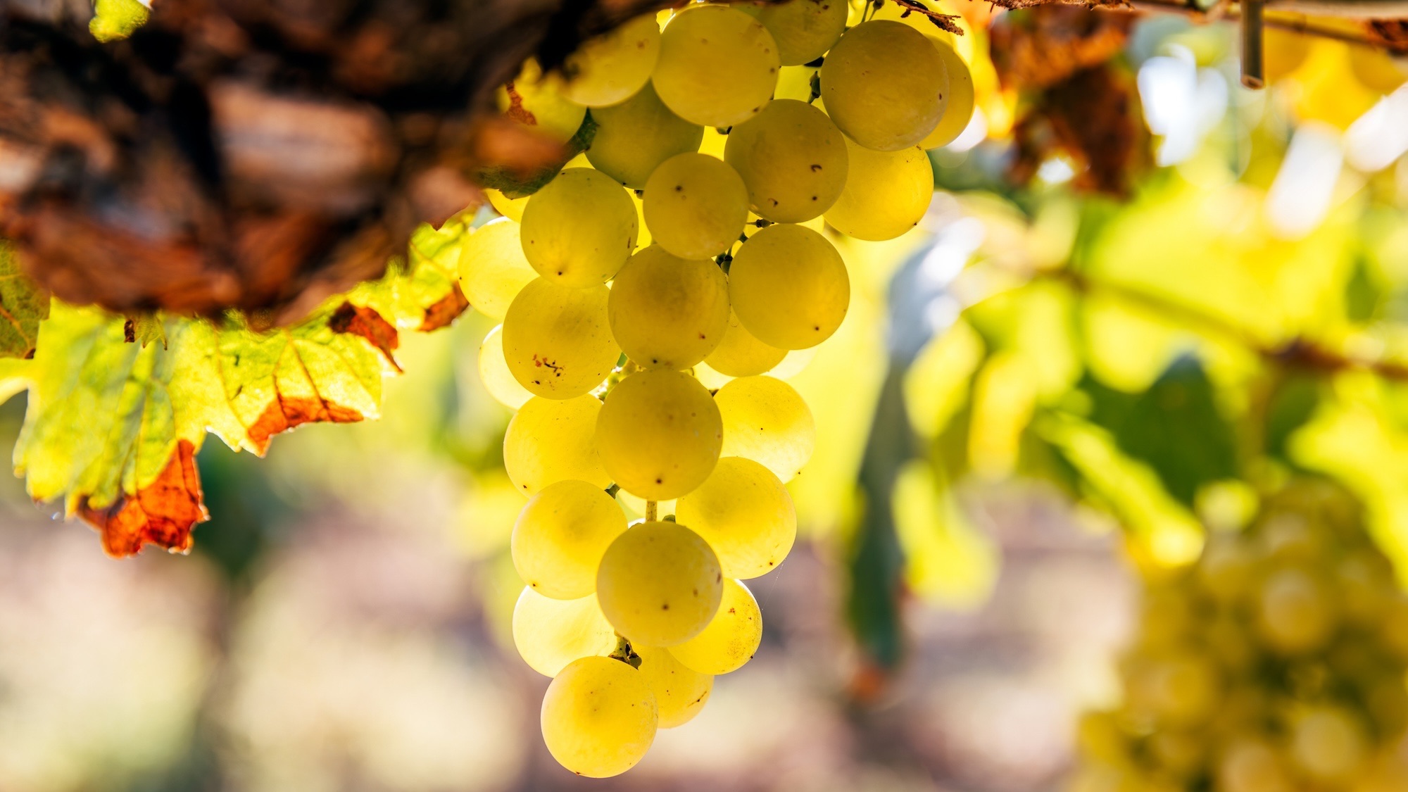 Ripe white grapes among vineyards, close-up, Catalonia, Spain