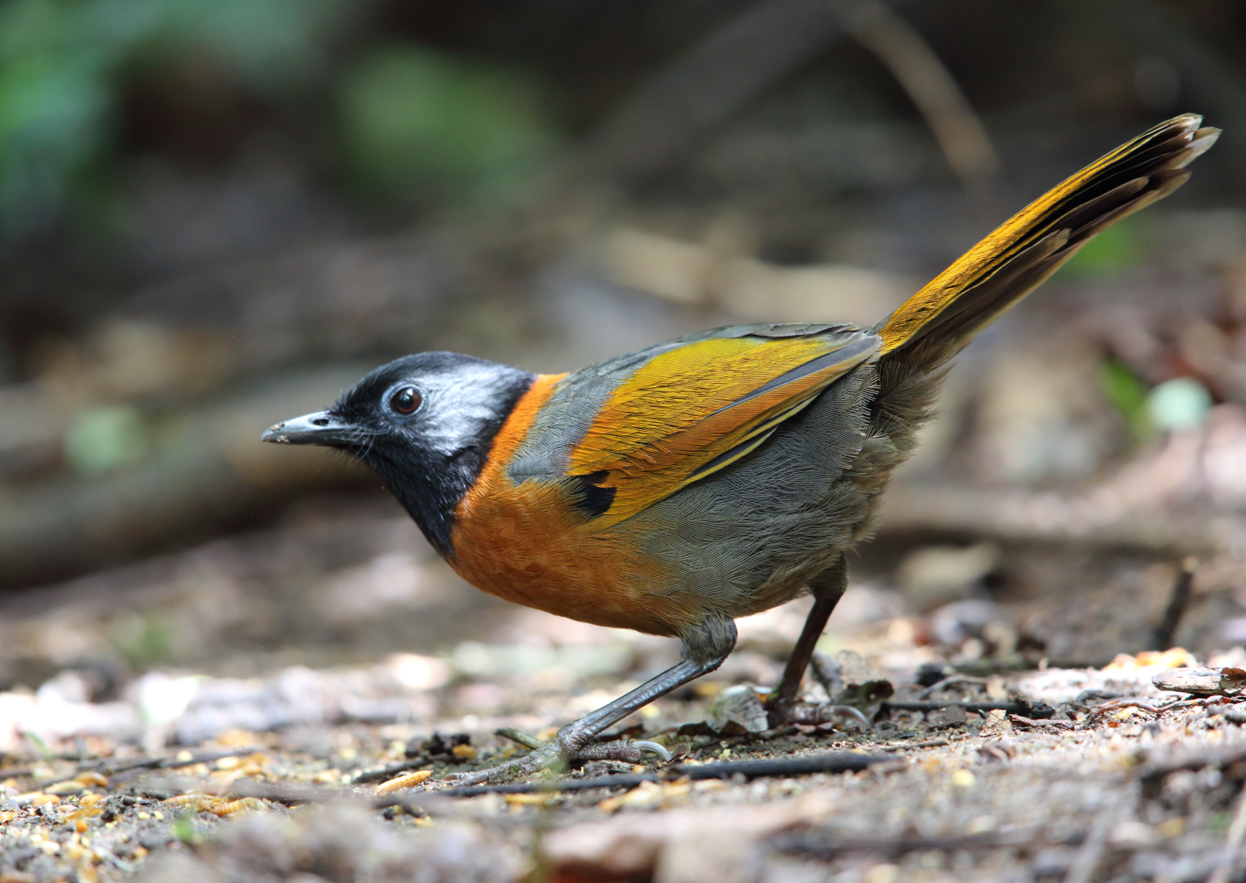 a small bird with orange, silver, and white feathers