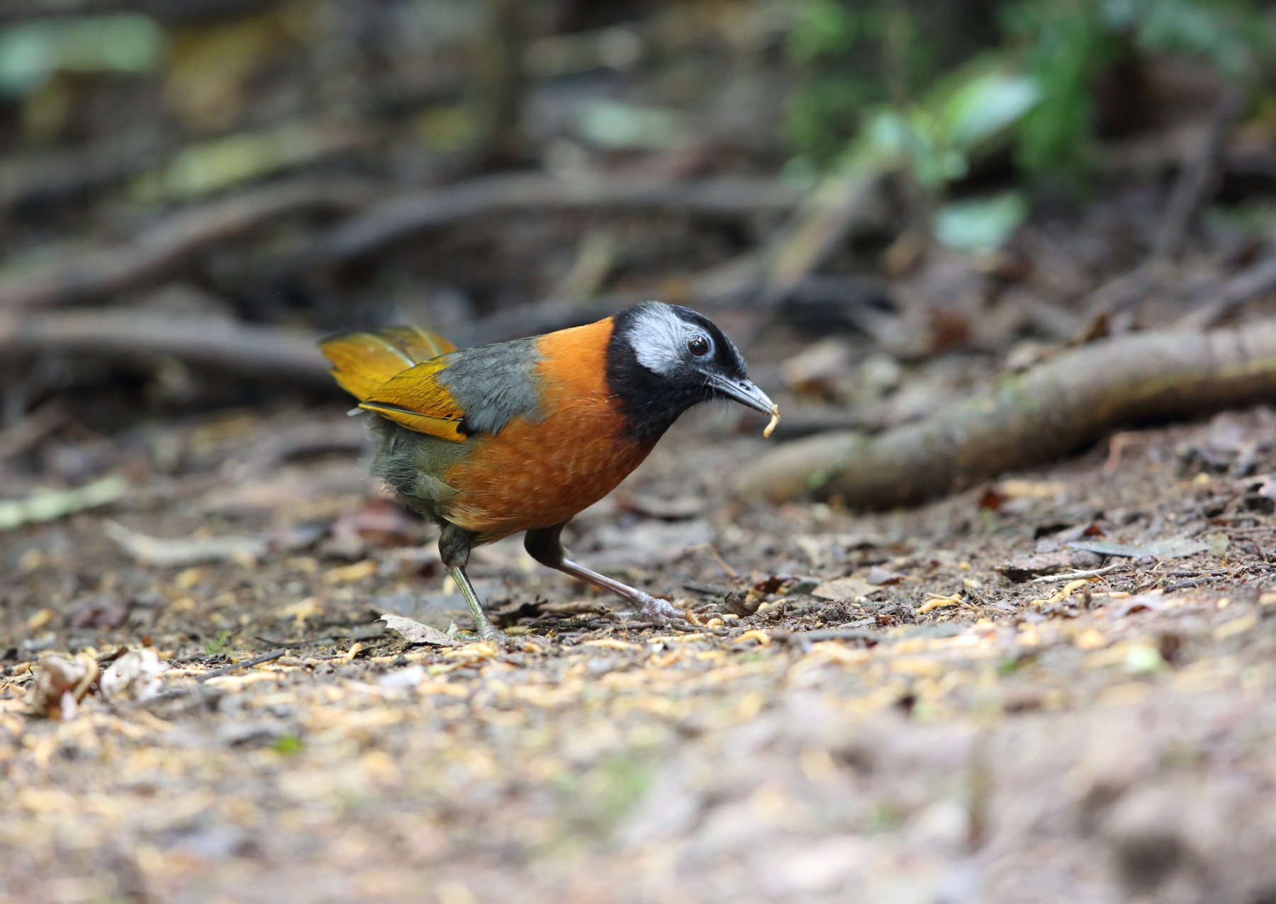a small bird with orange, silver, and black feathers