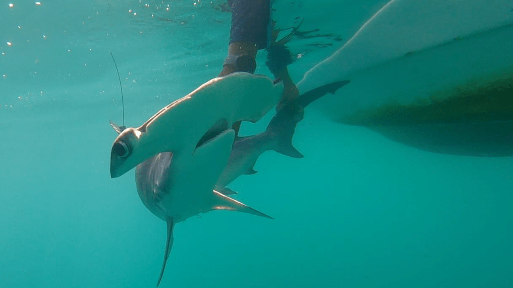 a hammerhead shark underwater, at the side of a boat