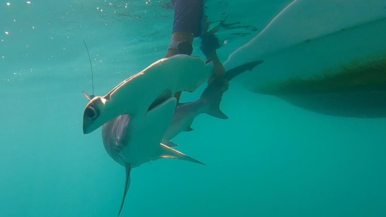 a hammerhead shark underwater, at the side of a boat