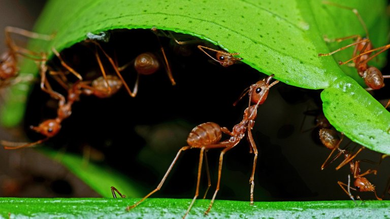 Ants help biting green leaf to build nest.
