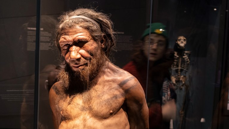 Recreation of a Neanderthal man in a museum display case with a person walking by behind.