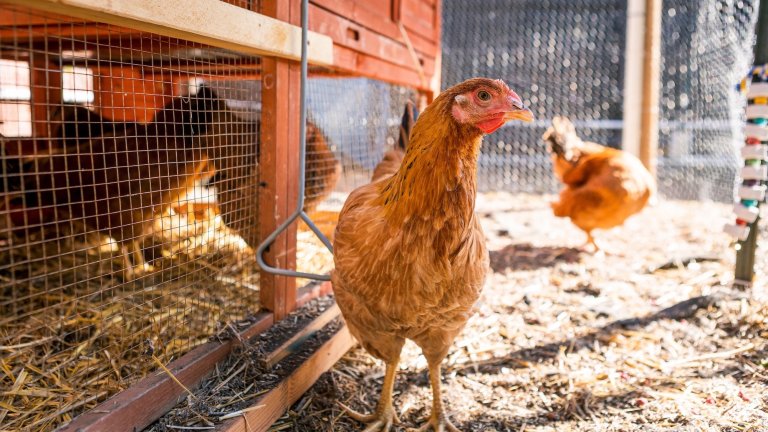 Brown free range chicken looking at camera walking around in a chicken coop in a backyard farm with other chickens