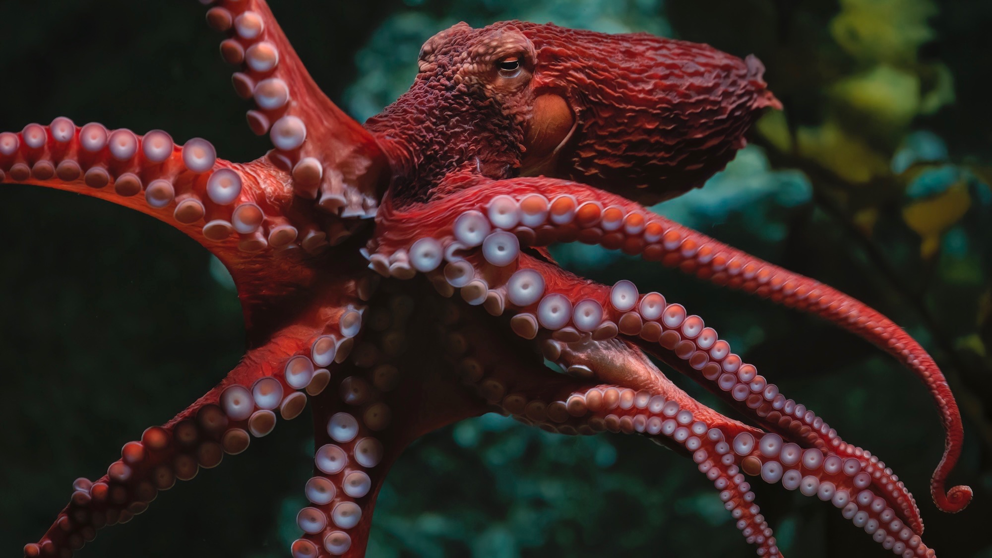 red octopus