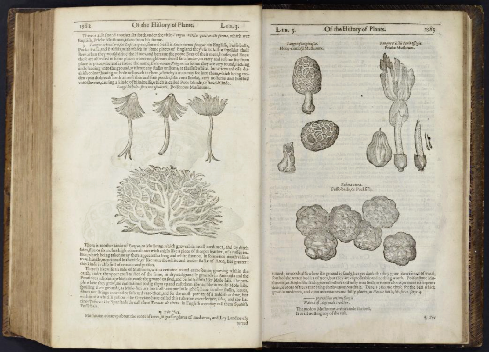 Page of a vintage book showing illustrations of mushrooms