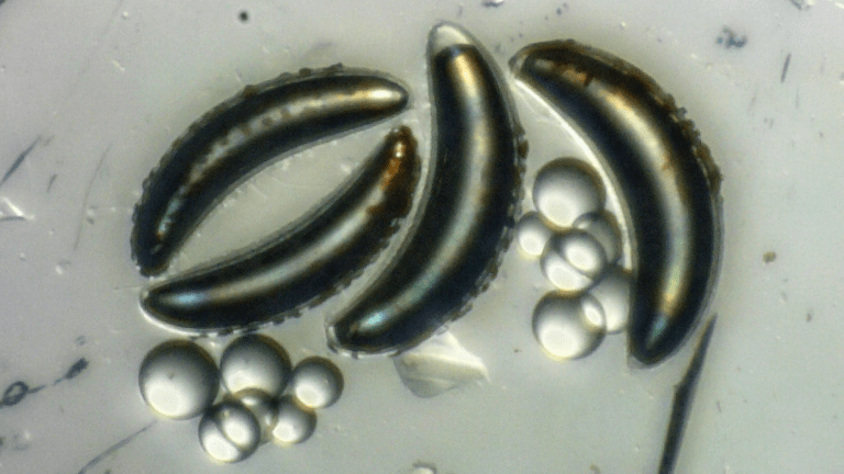 insect larvae under a microscope. they are long cylinders with small white blobs next to them. the blobs are air sacs