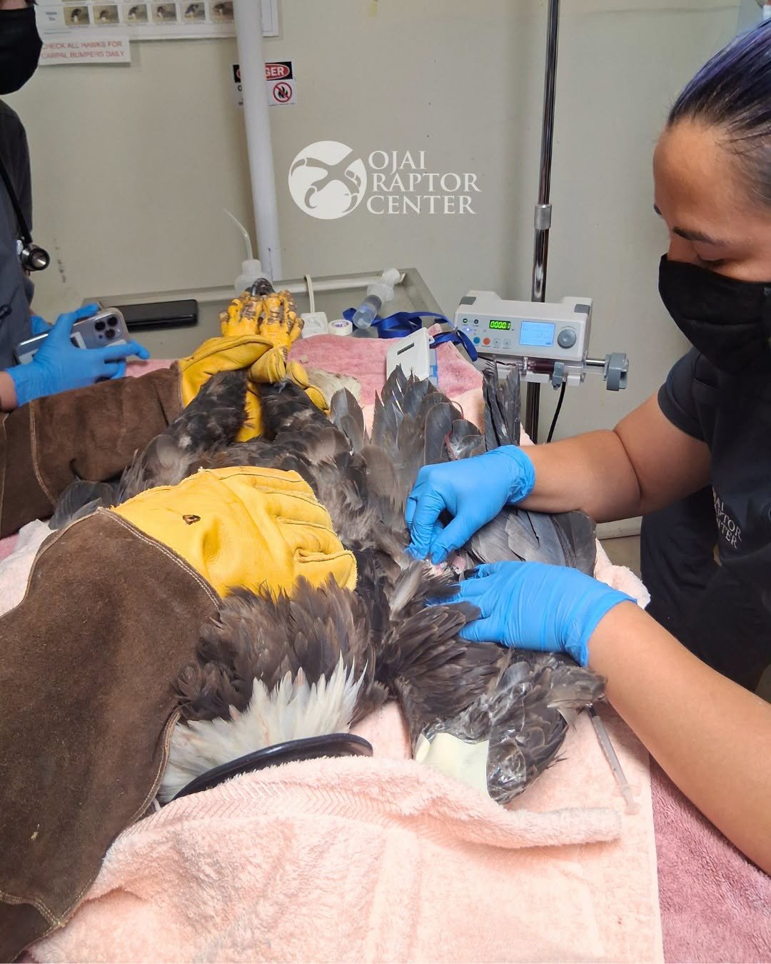 a veteranarian gives an eagle a blood transfusion