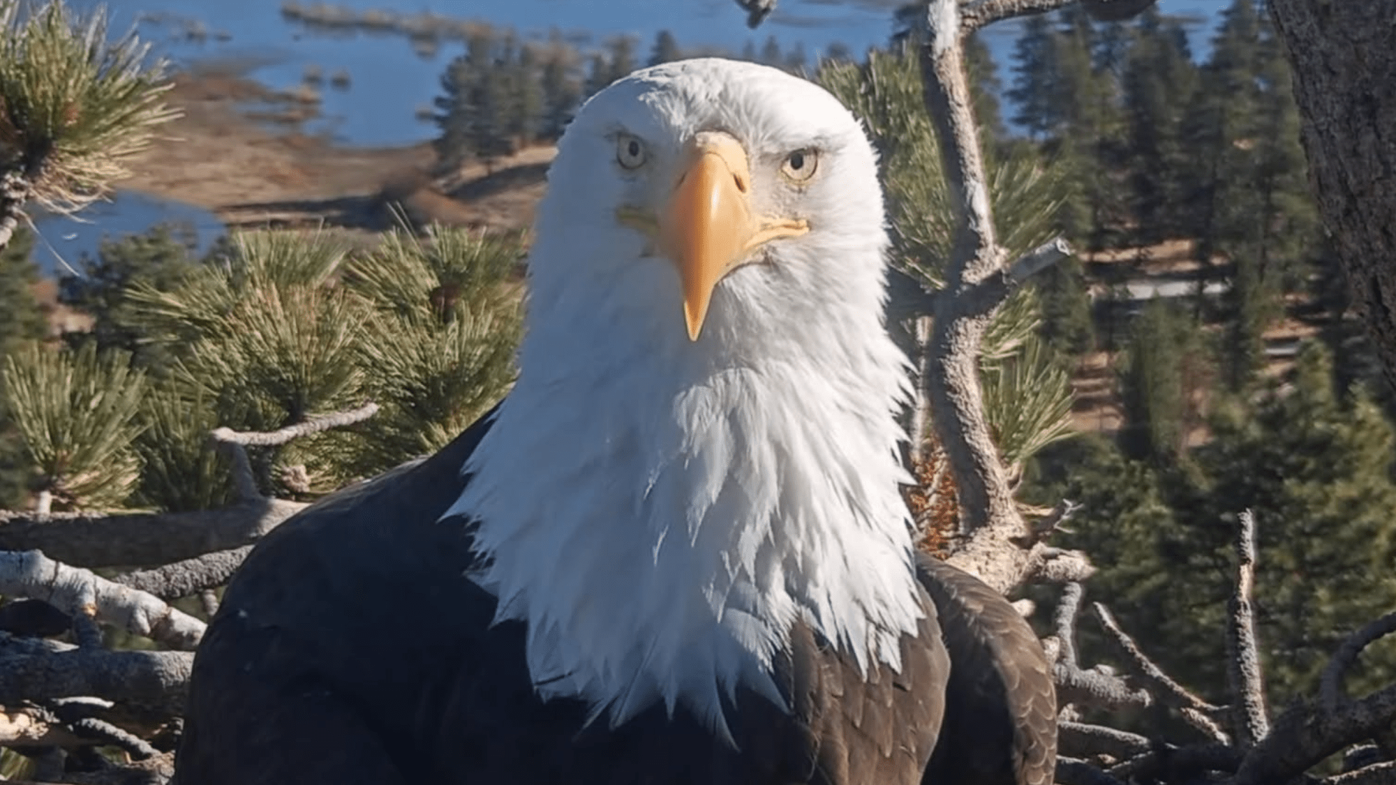 a bald eagle