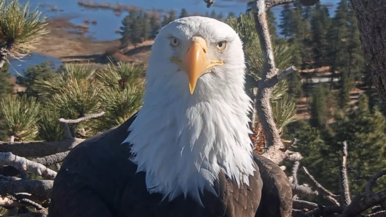 a bald eagle