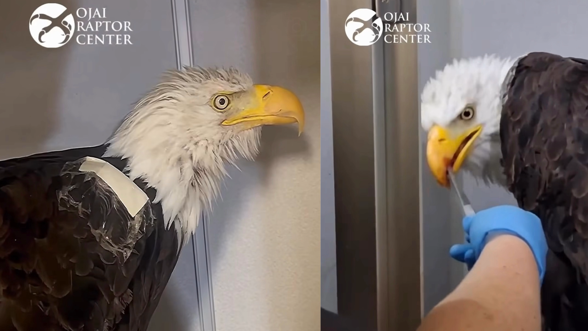 a side by side of a bald eagle. in one image, her profile is seen, in the other she is being fed
