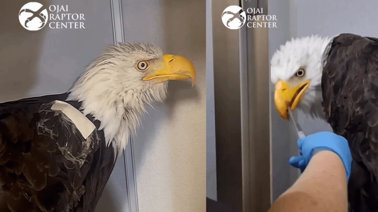 a side by side of a bald eagle. in one image, her profile is seen, in the other she is being fed