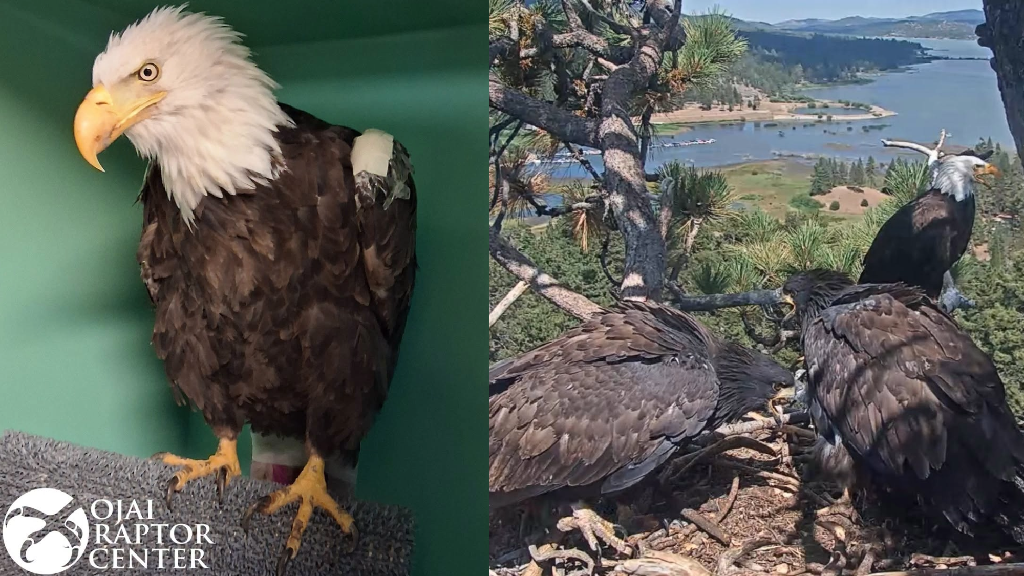 a split image of a bald eagle on a perch in front of a green background, next to three eagles sitting on a nest overlooking a lake