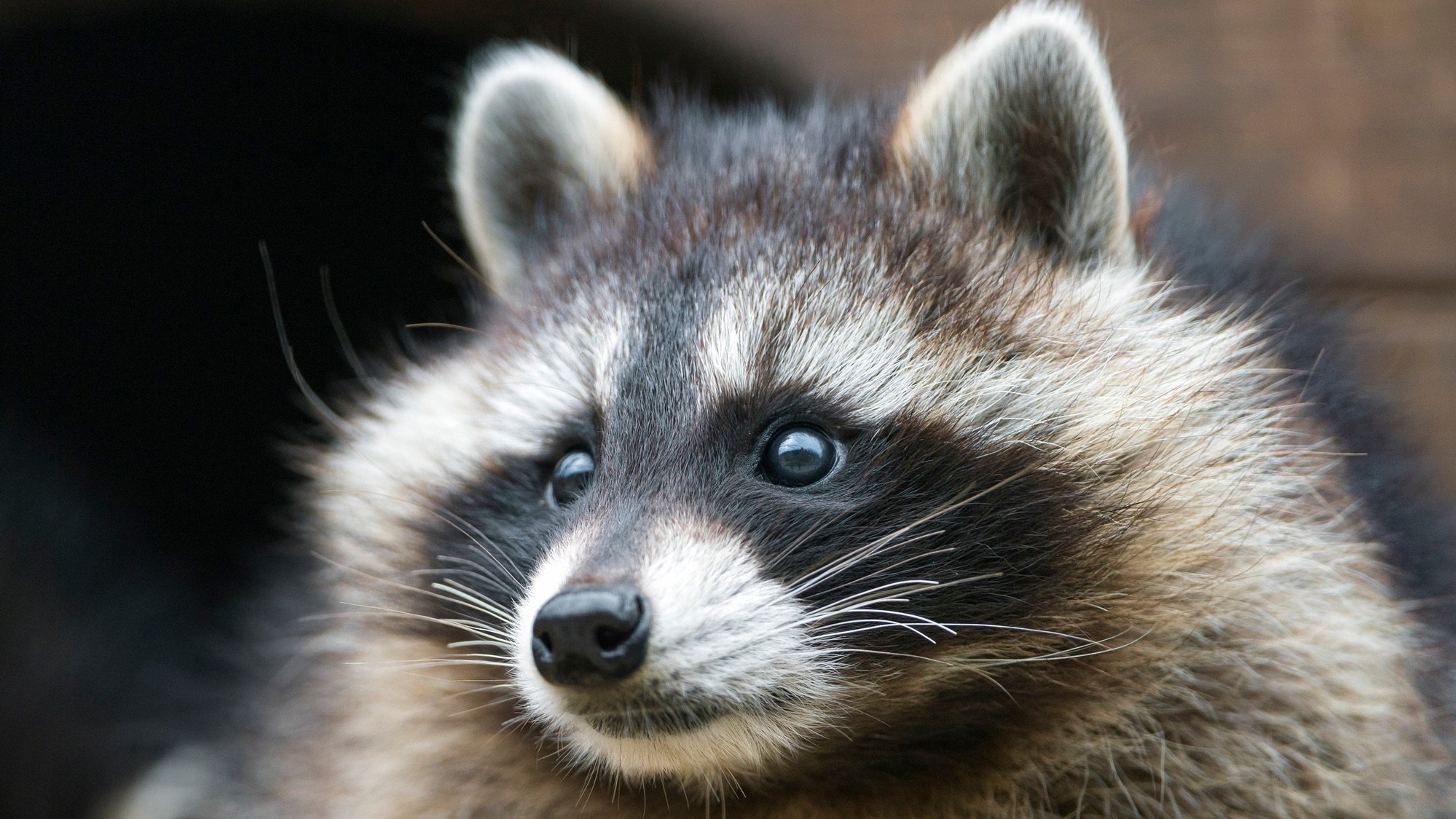 Portrait of a beautiful raccoon