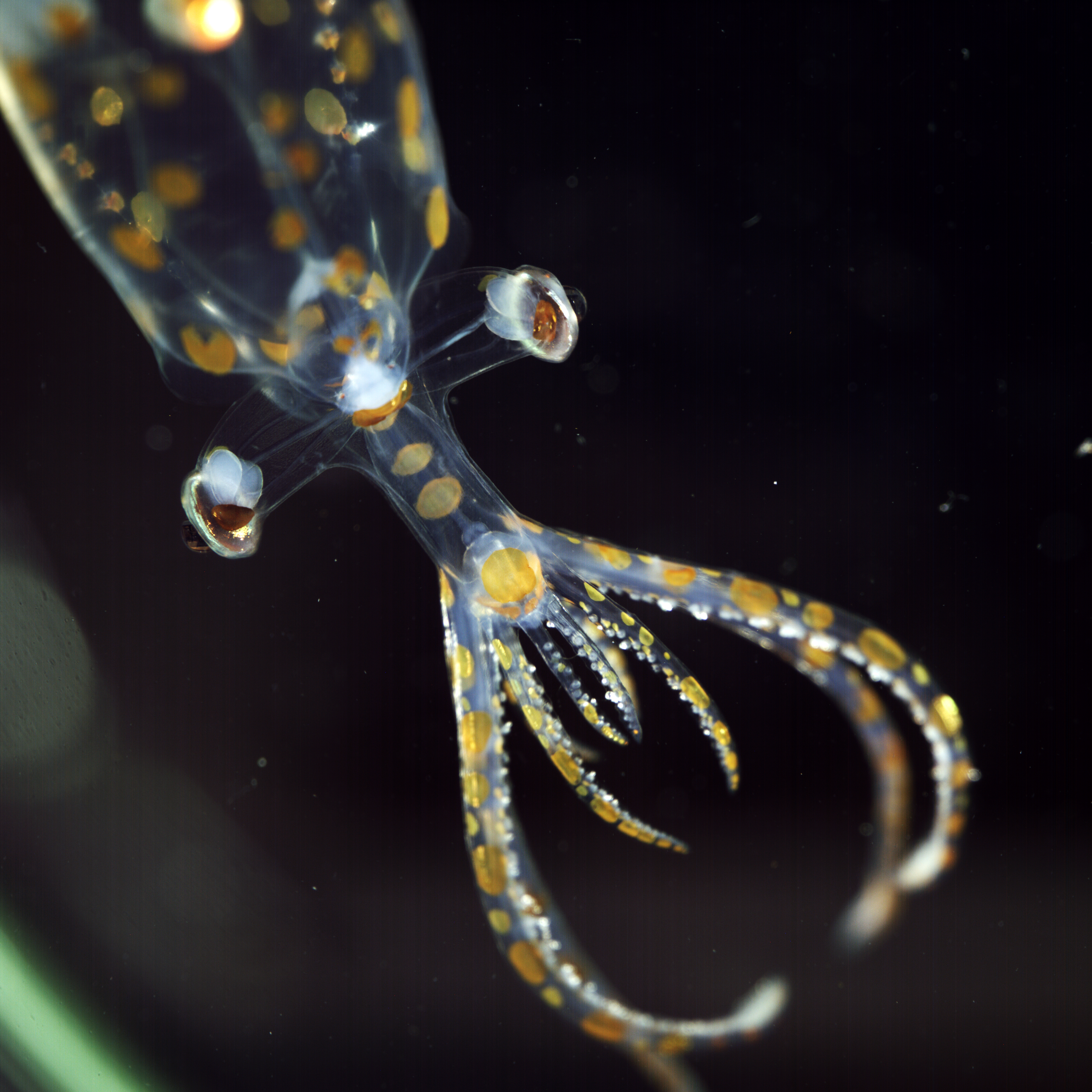 This juvenile glass squid, collected by ROV SuBastian at 779 meters depth in the South Atlantic, was photographed on R/V Falkor (too) using a prototype multiview macro camera system developed through a collaboration between the Dr. Jan Hemmi (University of Western Australia, the Bioinspiration Lab at MBARI and Dr. Karen Osborn (Smithsonian National Museum of Natural History). The system allows scientists on the ship to quickly document the finest details of an animal from three directions at once. This data gathering reduces the disturbance to the animal and captures anatomical, color and posture details that are lost within minutes to hours once the animal is collected. Credit: Emily Clark / MBARI via Schmidt Ocean Institute