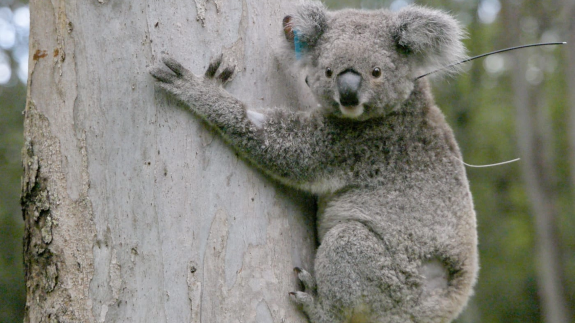 a koala holding on to a tree
