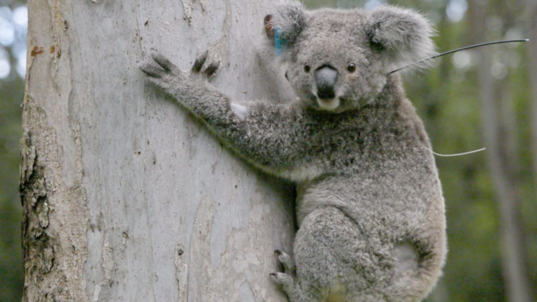 a koala holding on to a tree