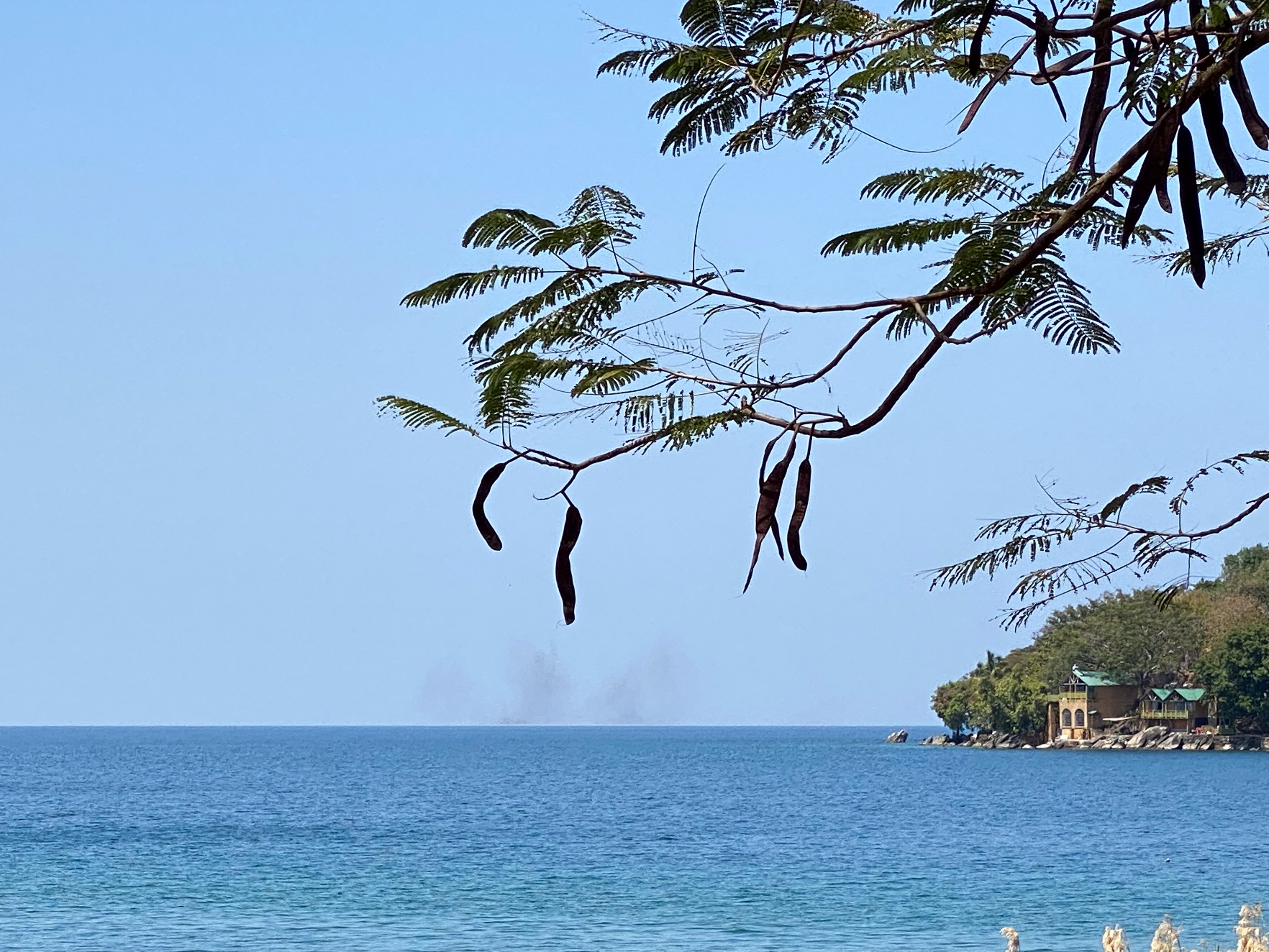 a dark smudge over the blue waters of a lake. the smudge is a swarm of fly larvae