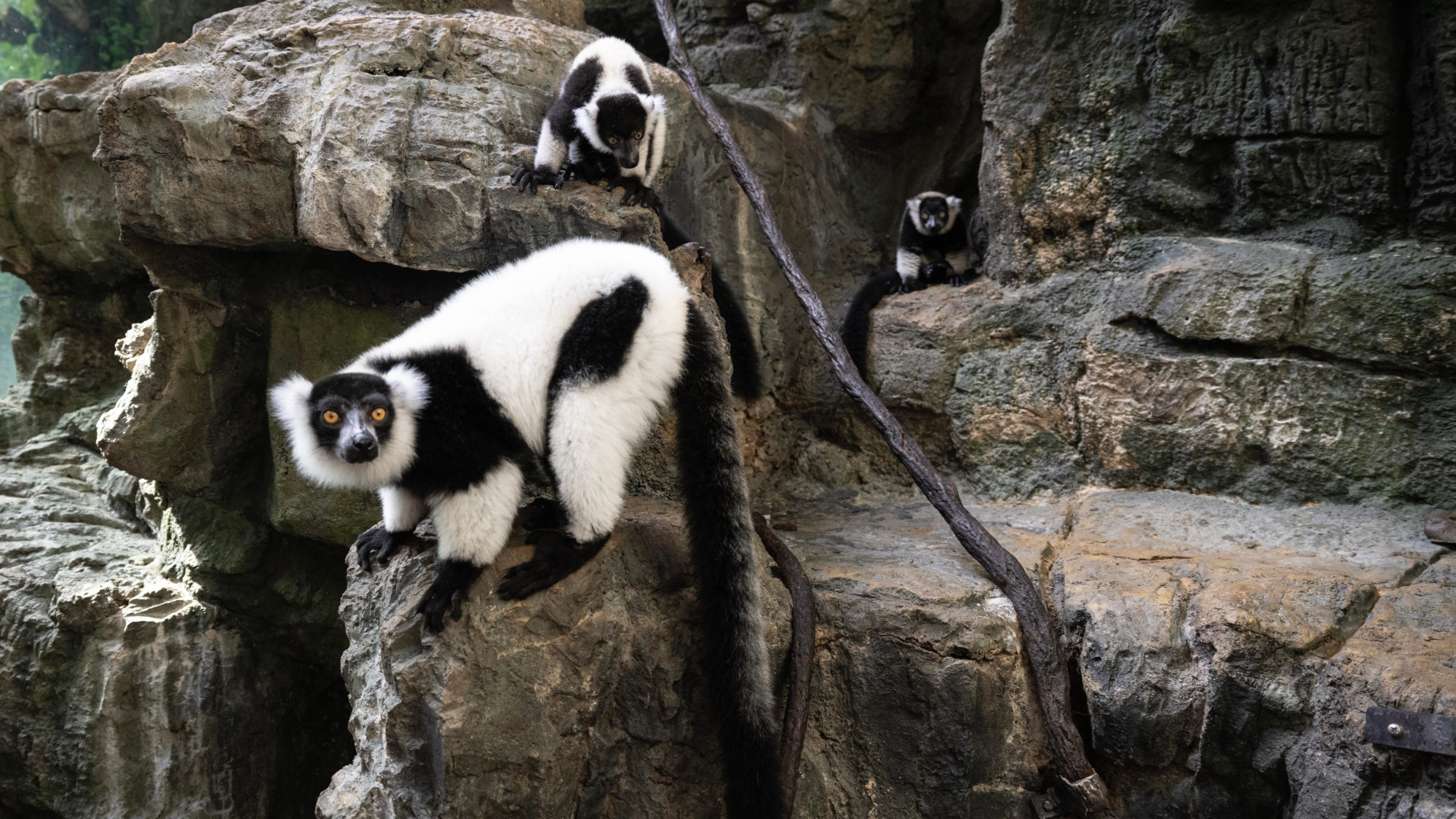 Twin black-and-white ruffed lemurs, Maso and Tonga, explore their habitat at Central Park Zoo with their mother, Koa.