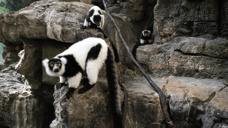 Twin black-and-white ruffed lemurs, Maso and Tonga, explore their habitat at Central Park Zoo with their mother, Koa.