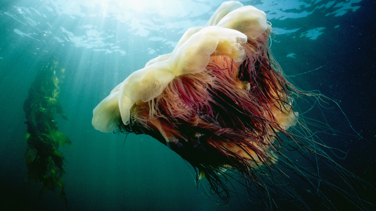 a large jellyfish with several long tentacles and a red and white center