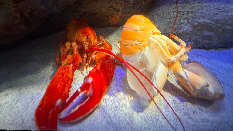 A fresh-shelled Luigi (left) next to his older and molted shell (right).