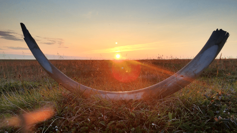 a mammoth tusk on a field with the sun setting