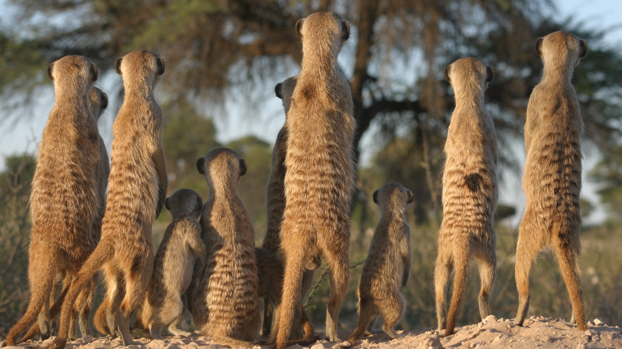 How wild animals prepare for violence just like humans